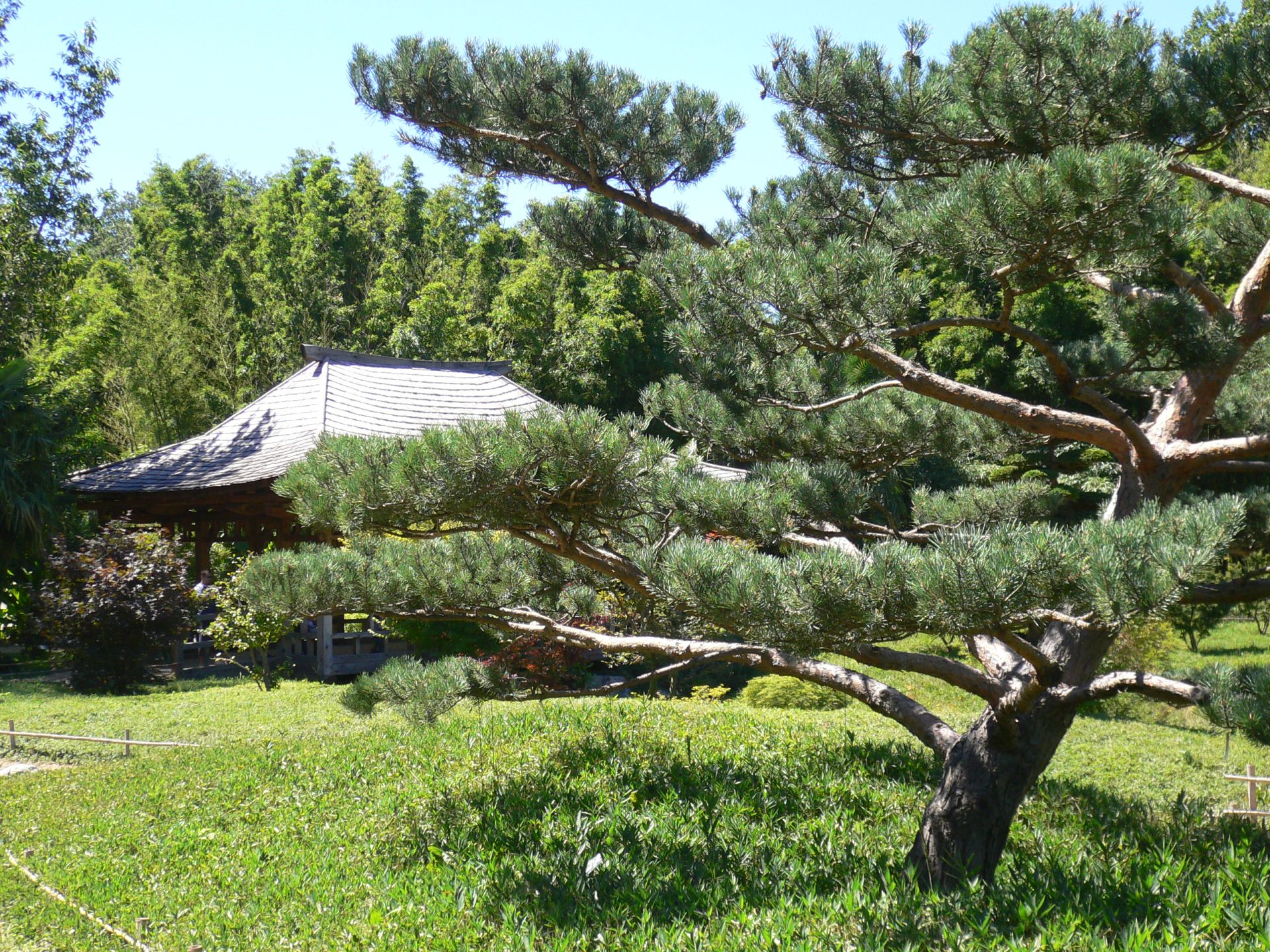 Geheimtipp Lu Jong Arthrose Journal